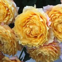 Троянда Шайн он 50 см. Еквадор (шт, жовтий)