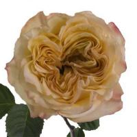 Троянда Веддінг експрешен 50 см. Еквадор (шт, кремовий)