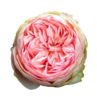 Троянда Бридал піано 50 см. Еквадор (шт, рожевий)