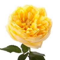 Троянда Голден вувузела 35 см. Харків (шт, жовтий)