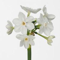Нарцисс белый кустовой Голландия шт. Paper White
