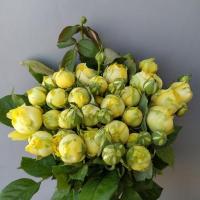 Троянда Жовта піано 40 см. Харків (шт, жовтий)
