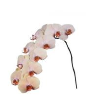 Орхидея фаленопсис Royal Peach