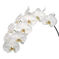 Орхидея фаленопсис Sensation White шт. Голландия