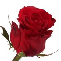 Троянда Мерімі 80 см. Асканія (шт, червоний)