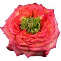 Троянда Гудіні 50 см. Еквадор (шт, червоний)
