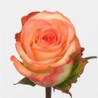 Троянда Богемія 70 см. Еквадор (шт, двоколірні)