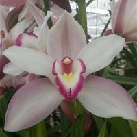 Орхидея цимбидиум 9 ветка Joal (розовый)