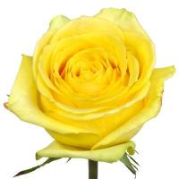 Троянда Ідол 60 см. Еквадор (шт, жовтий)