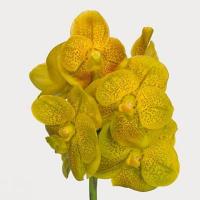 Орхидея ванда ветка Голландия Vanda Yellow Spot