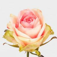 Троянда Адвентура 60 см. Еквадор (шт, рожевий)