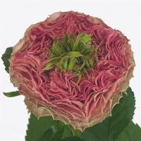 Троянда Вілд моментс 50 см. Еквадор (шт, червоний)