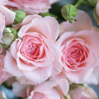 Троянда Бридал Пінк 60 см. Еквадор (шт, рожевий)
