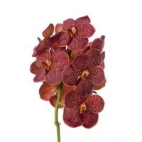 Орхидея ванда ветка Голландия Tak Fire Red