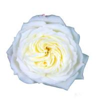 Троянда Вайт піано 40 см. Еквадор (шт, білий)