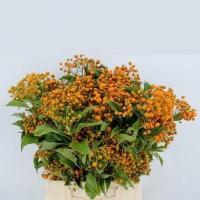 Фітоспорум 250 г пучок Pittosporum Rombifoglia Berries Orange