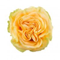 Троянда Кантрі сан 50 см. Еквадор (шт, жовтий)