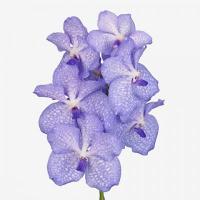 Орхидея ванда ветка Голландия Vanda Tak Angelite