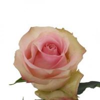 Троянда Герлфренд 70 см. Еквадор (шт, рожево-кремовий)