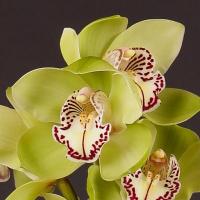 Орхидея цимбидиум 9 ветка Melissa (зеленый)