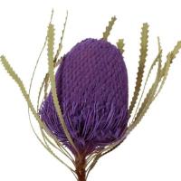Банксія Banksia Hookerana Purple