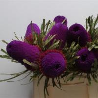 Банксія Banksia Klb Purple