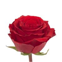 Троянда Андерковер 60 см. Еквадор (шт, червоний)