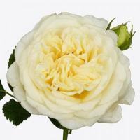 Троянда Вайт Ешлі 60 см. Еквадор (шт, білий)