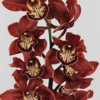 Орхідея цимбідіум гілка 9 Hanny