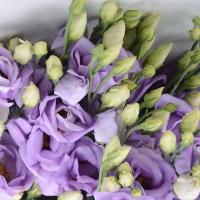 Еустома Croma Lavender