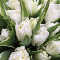 Тюльпан Tulip Du White Edge Голландія