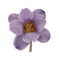 Тюльпан фарбований Pastel Violet Vip Голландія