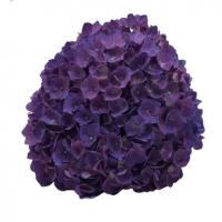 Гортензія 24/60 см Hydr purple Колумбія