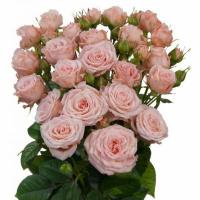 Троянда Аэробік кущ. 50 см. Асканія (шт, рожевий)