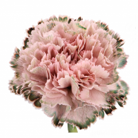 Гвоздика фарбована Ребел рожева Голландія