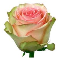 Троянда Есперанс 90 см. Еквадор (шт, рожево-зелений)