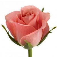 Троянда Айс пинк 40 см. Кенія (шт, рожевий)