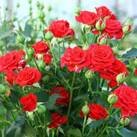 Троянда Роял Мірабель кущ. 60 см. Кенія (шт, червоний)