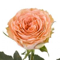 Троянда Кантрі хоум 40 см. Еквадор (шт, помаранчевий)