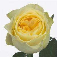 Троянда Батеркап 50 см. Кенія (шт, жовтий)