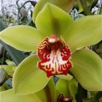 Орхидея цимбидиум 6 ветка Lightning (зеленый)
