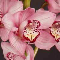 Орхидея цимбидиум 6 ветка Sky scraper