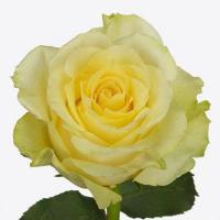Троянда Міньєн 70 см. Еквадор (шт, жовтий)
