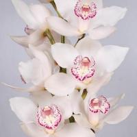 Орхидея цимбидиум 6 ветка Snowbird