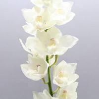 Орхидея цимбидиум 6 ветка Ice Queen (белая)