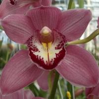 Орхидея цимбидиум 6 ветка Merlot (розовый)