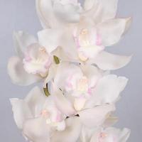 Орхидея цимбидиум 6 ветка Snowcastle (белая)