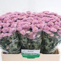 Хризантема сантіні Ellison Sweet 55 см. Голландія (шт, рожевий)