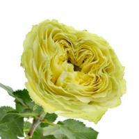 Троянда Лемон Зесте 50 см. Кенія (шт, жовтий)