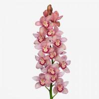 Орхидея цимбидиум 6 ветка Pink brilliant (розовый)